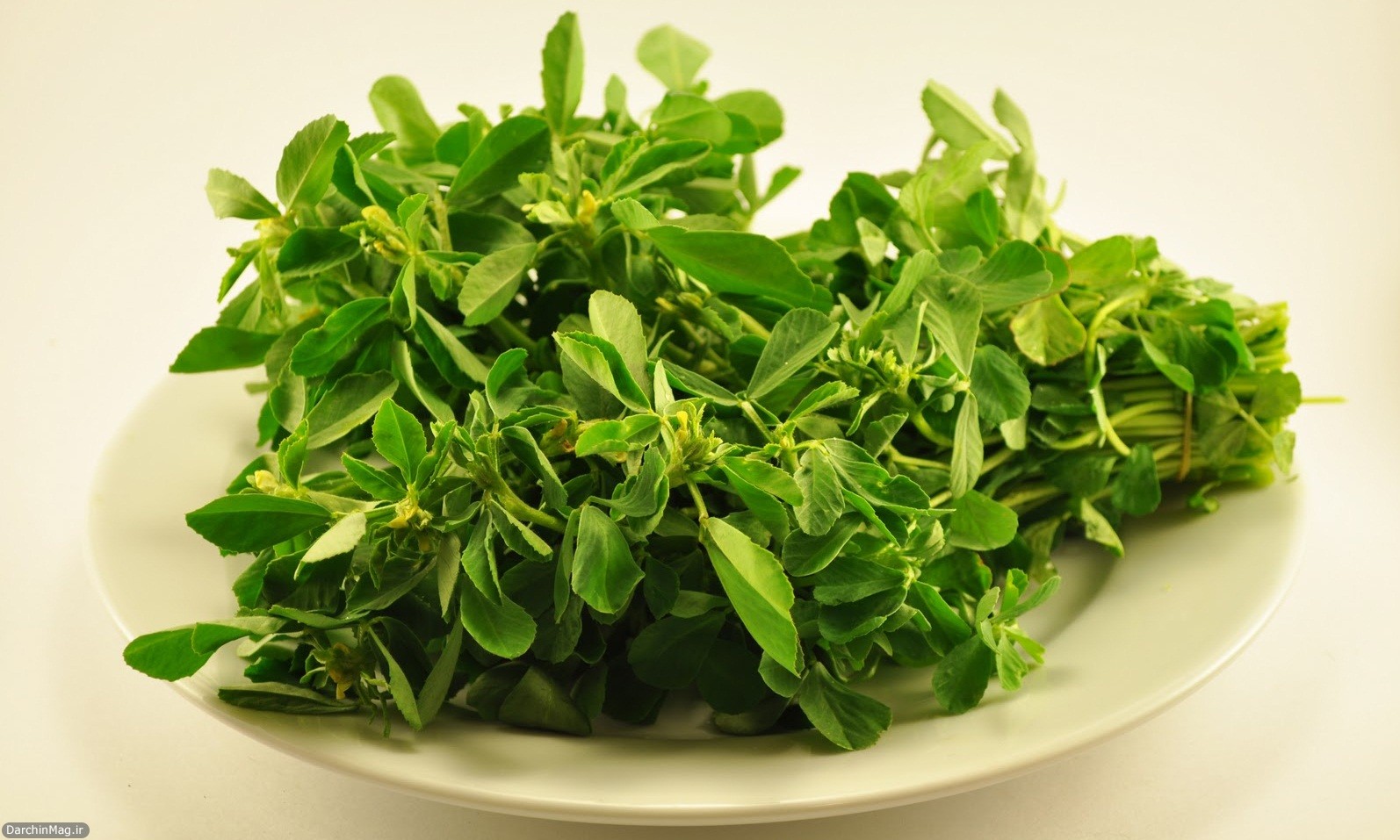 معرفی و راهنمای پرورش سبزی جات برگی - شنبلیله